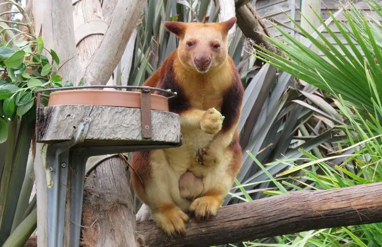 Goodfellow's Tree Kangaroo (Dendrolagus goodfellowi)