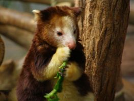 baby goodfellow's tree kangaroo