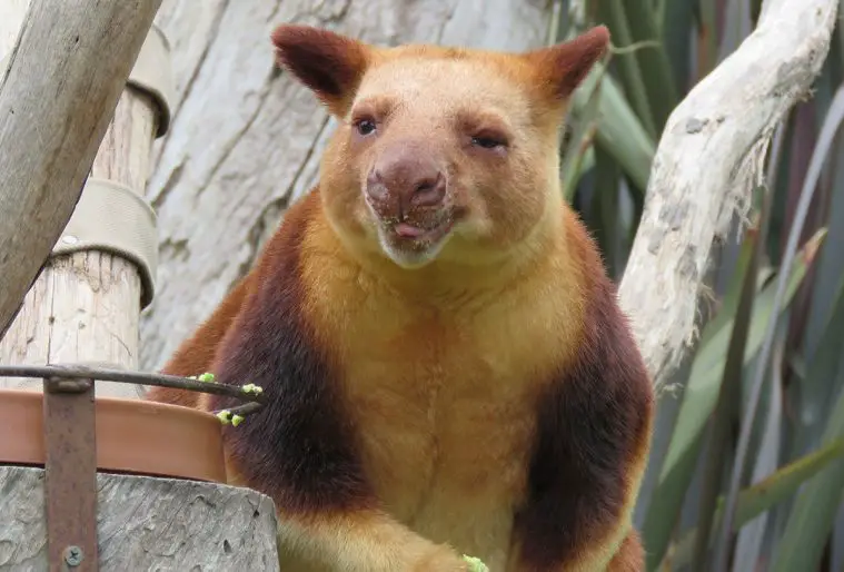 Goodfellow's Tree Kangaroo (Dendrolagus goodfellowi)