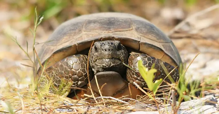 Gopher Tortoise