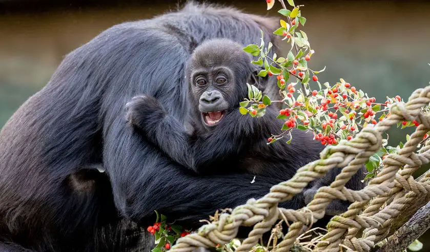 gorilla birthday woodland park zoo