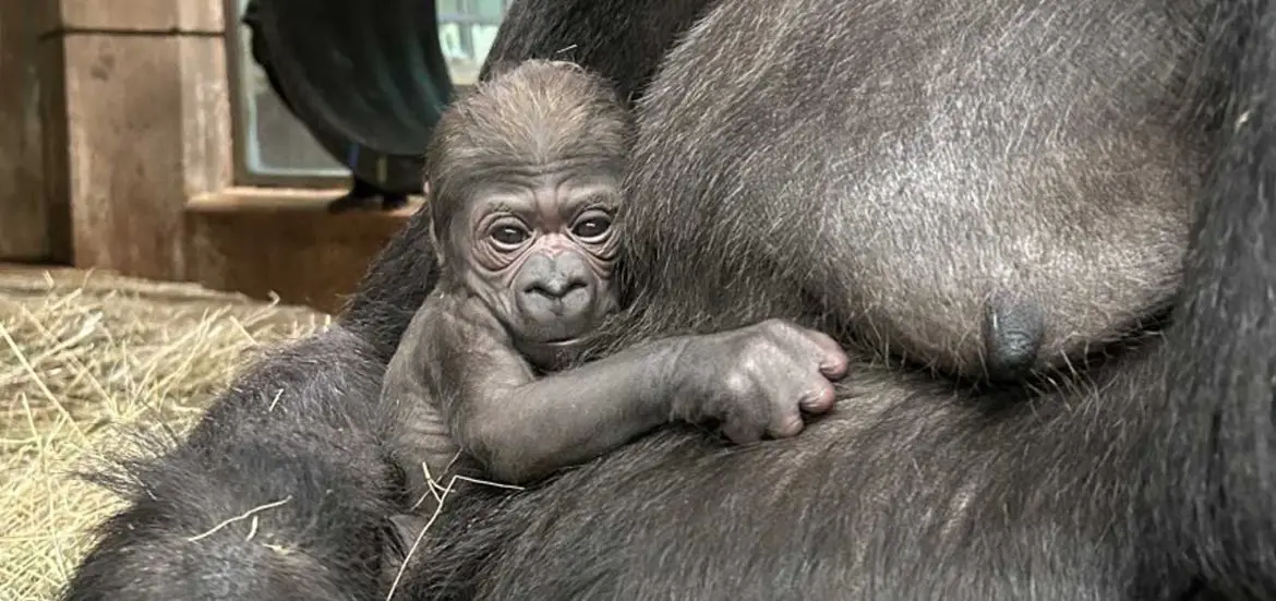 Gorilla Born at Smithsonian's National Zoo