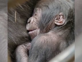 Gorilla Infant at Zoo Atlanta