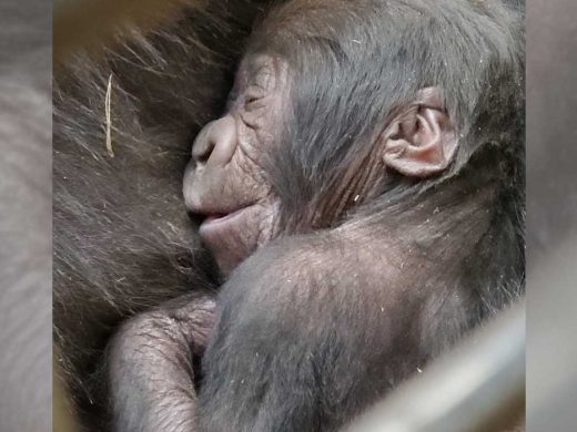 Gorilla Infant at Zoo Atlanta