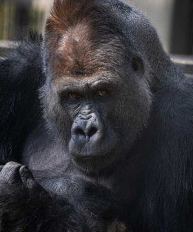 Columbus Zoo gorilla family