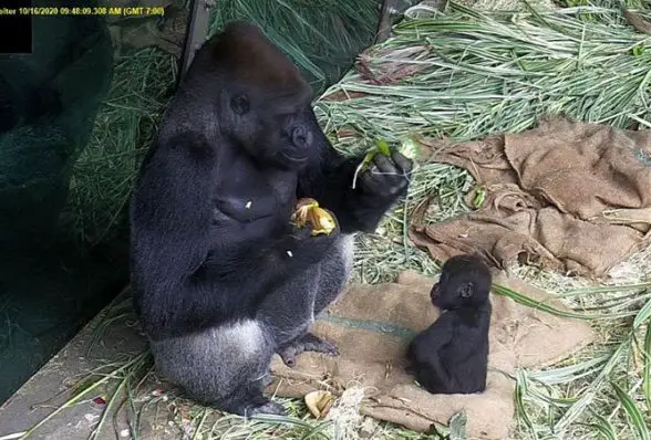gorilla woodland park zoo