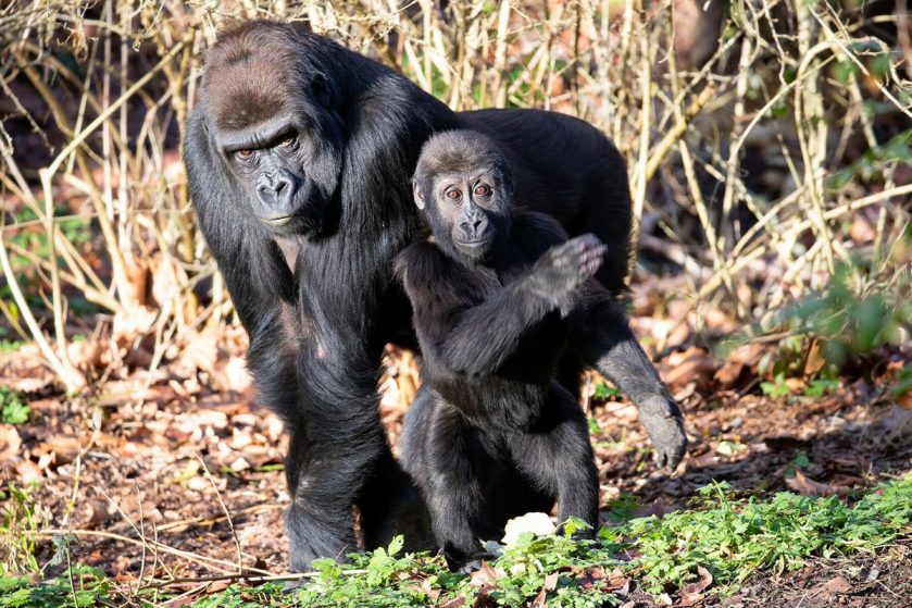 Woodland Park Zoo Gorilla Birthday