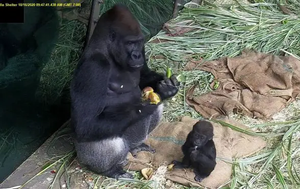 gorilla woodland park zoo