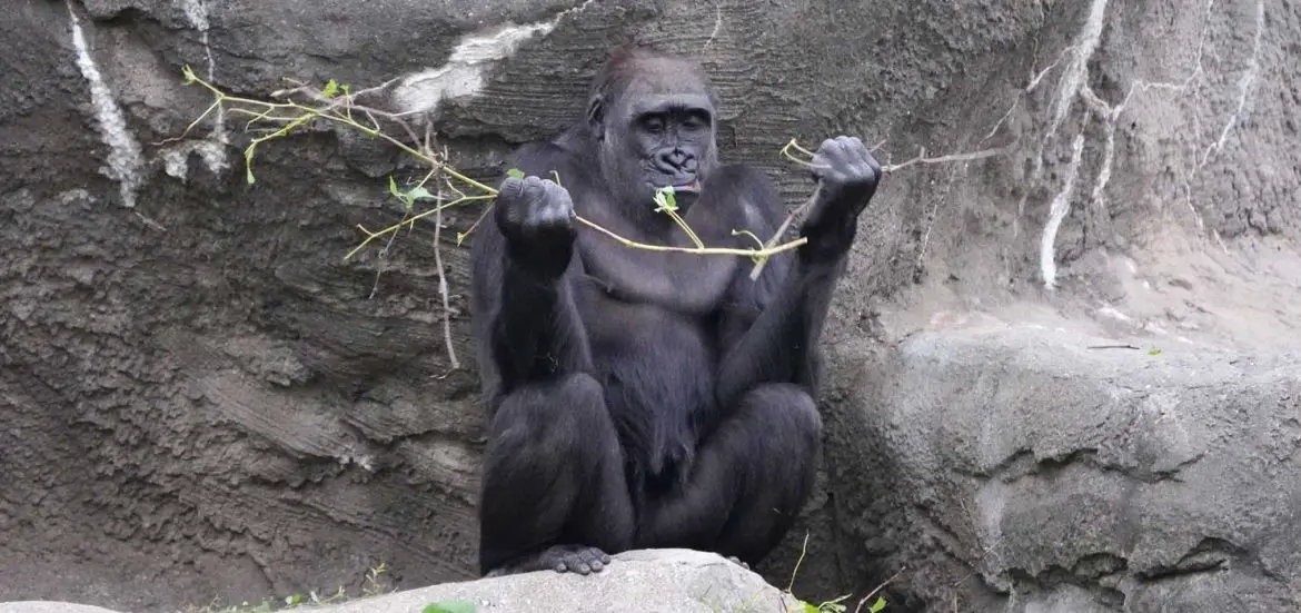 Gorilla Family Arrive at the Detroit Zoo