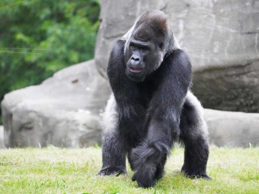 Gorilla Family Arrive at the Detroit Zoo