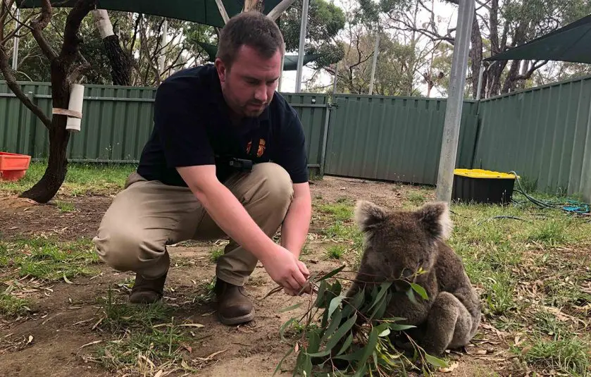 koala conservation longleat