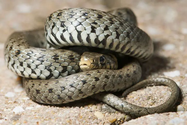 Grass Snake (Natrix natrix)