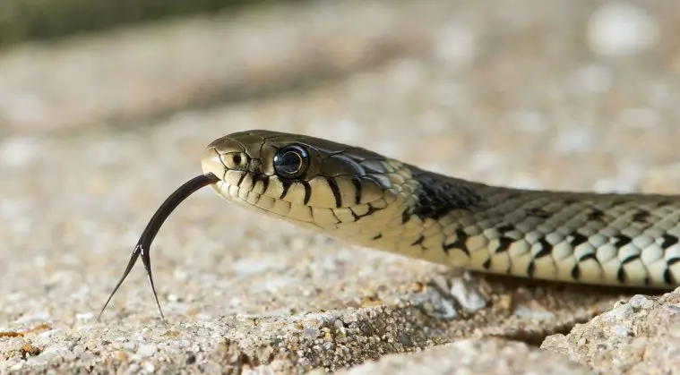 Grass Snake (Natrix natrix)