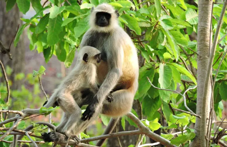 Northern Plains Gray Langur (Semnopithecus entellus)