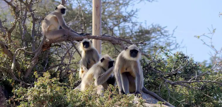 Northern Plains Gray Langur (Semnopithecus entellus)
