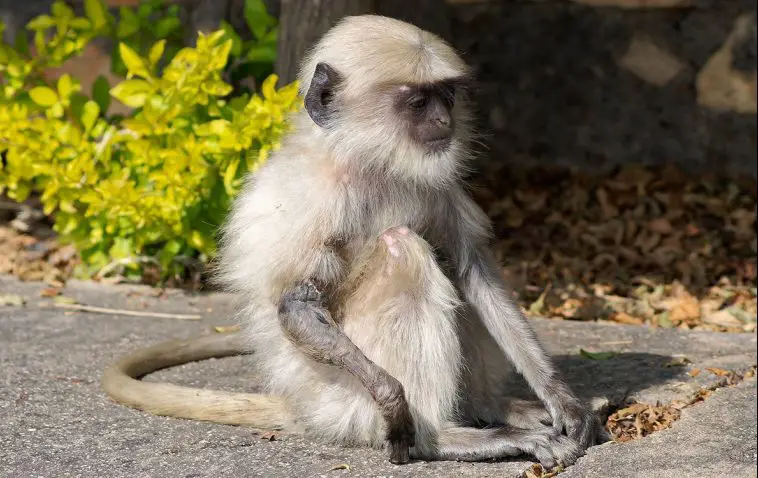 Northern Plains Gray Langur (Semnopithecus entellus)