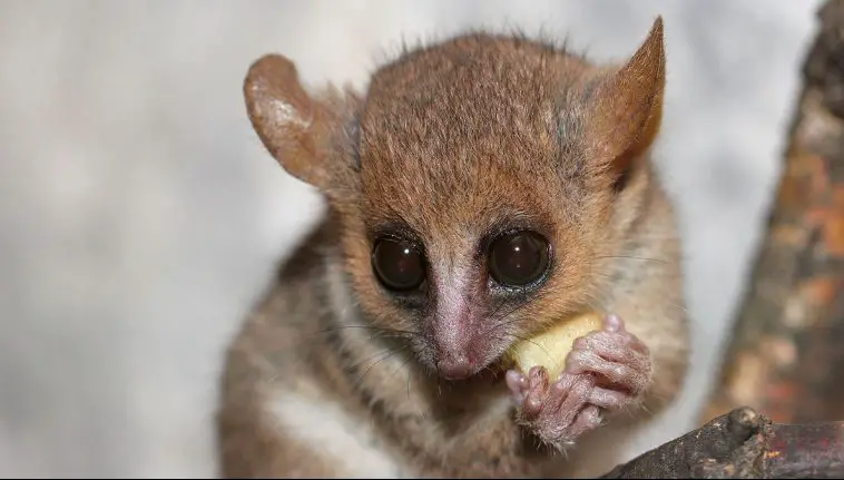 Gray Mouse Lemur (Microcebus murinus)