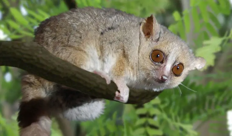 Gray Mouse Lemur (Microcebus murinus)