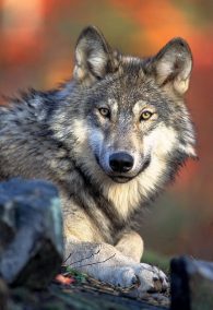 grey wolf