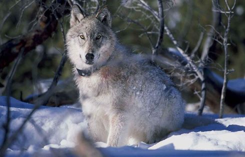 grey wolf