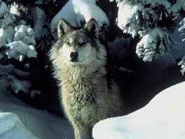 grey wolf