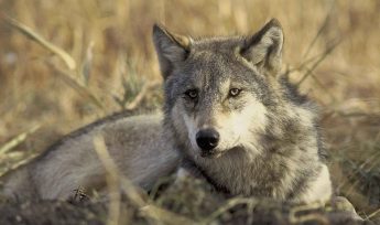 grey wolf