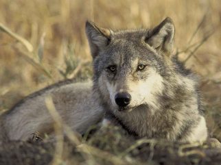 grey wolf