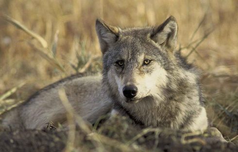 grey wolf