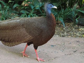Great Argus Pheasant