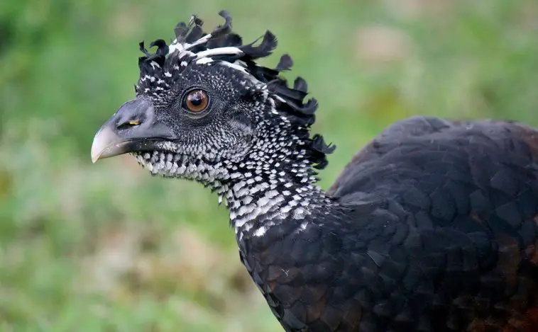 Great Curassow
