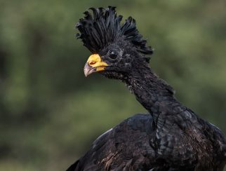 Great Curassow