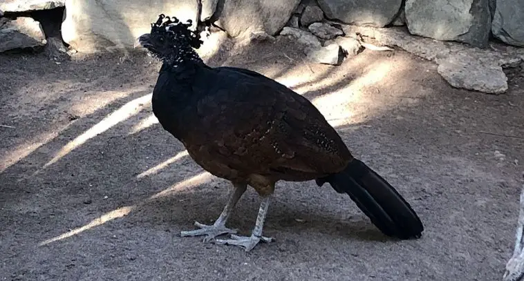 Great Curassow