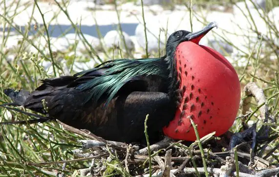 Great frigatebird