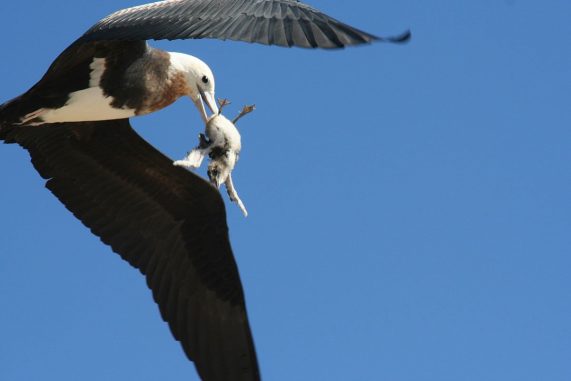 Great frigatebird