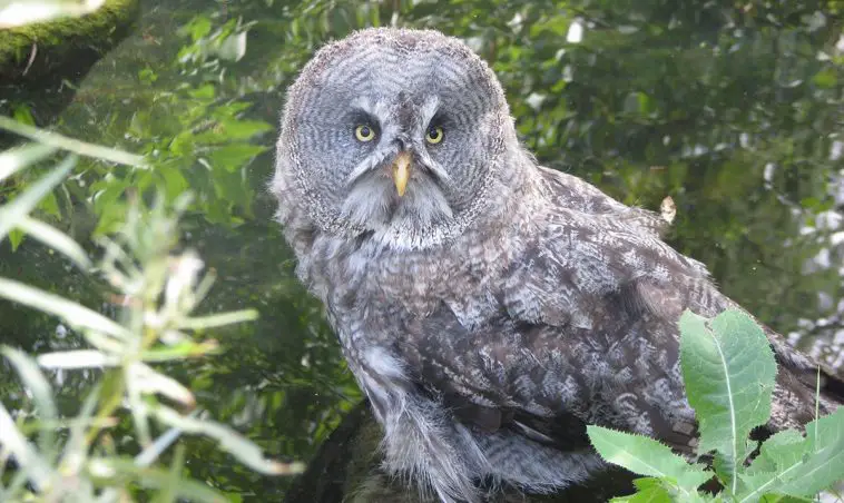 Great Gray Owl (Strix nebulosa)