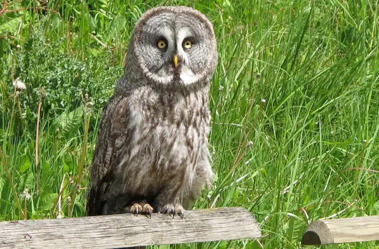 Great Gray Owl (Strix nebulosa)