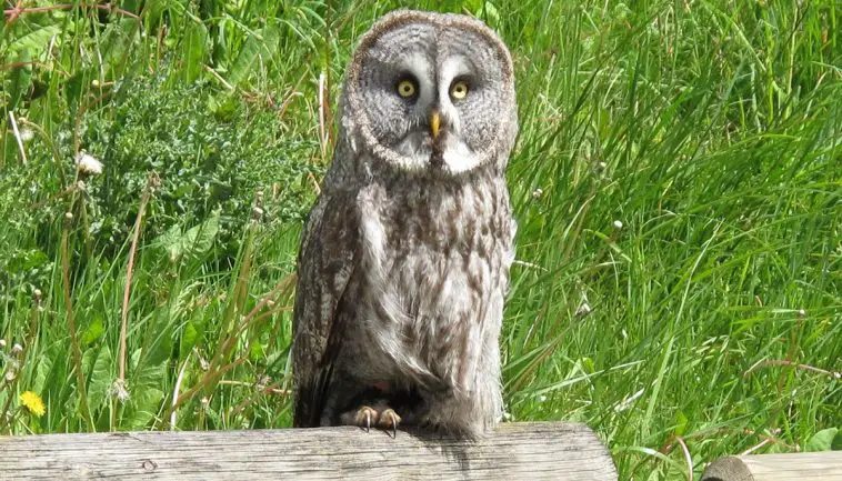 Great Gray Owl (Strix nebulosa)