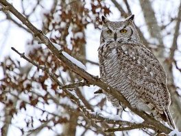 Great horned owl