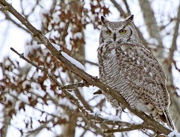 Great horned owl