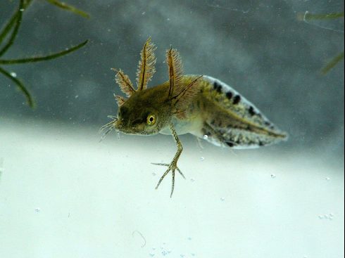 great crested newt