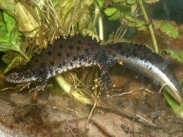 great crested newt