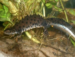 great crested newt