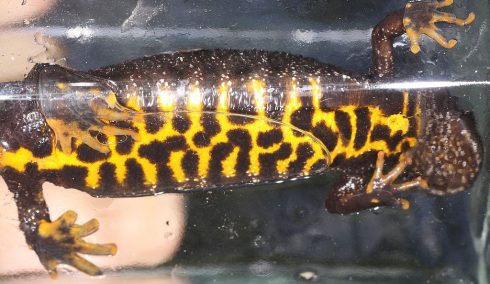 great crested newt
