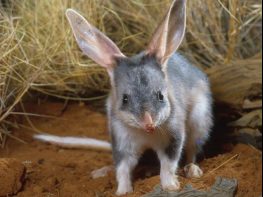 Greater Bilby