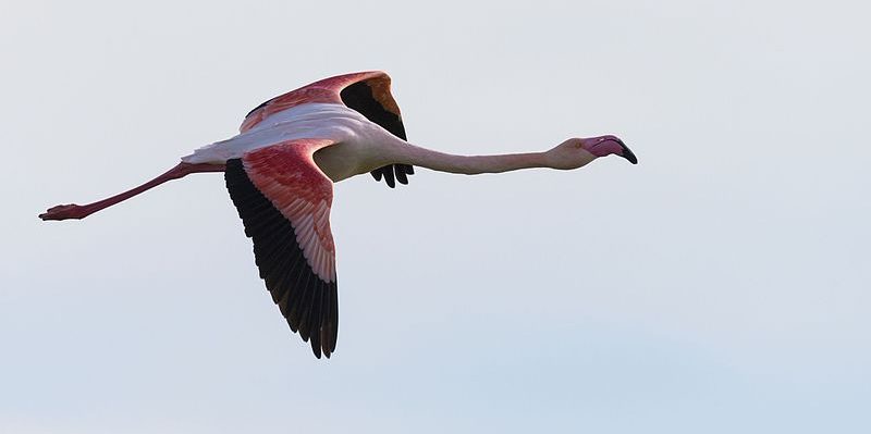 Greater Flamingo