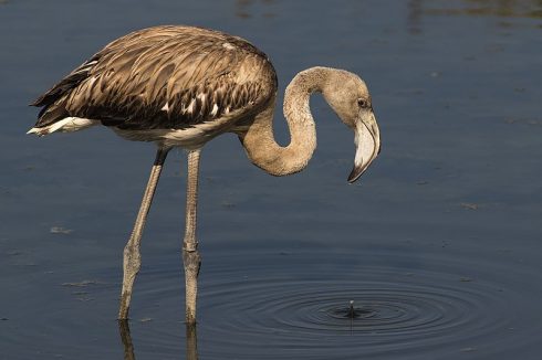 Greater Flamingo