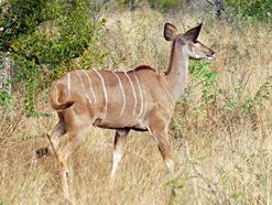 greater kudu