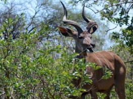 greater kudu