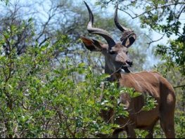 greater kudu