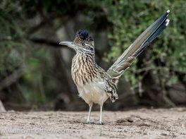 greater roadrunner
